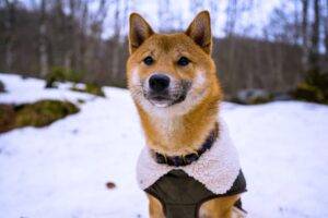 Does Your Dog Need a Winter Jacket? 