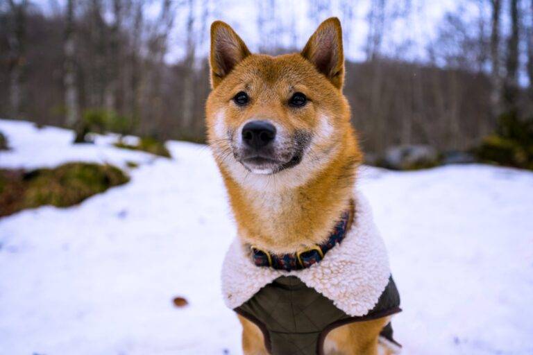 Does Your Dog Need a Winter Jacket? 